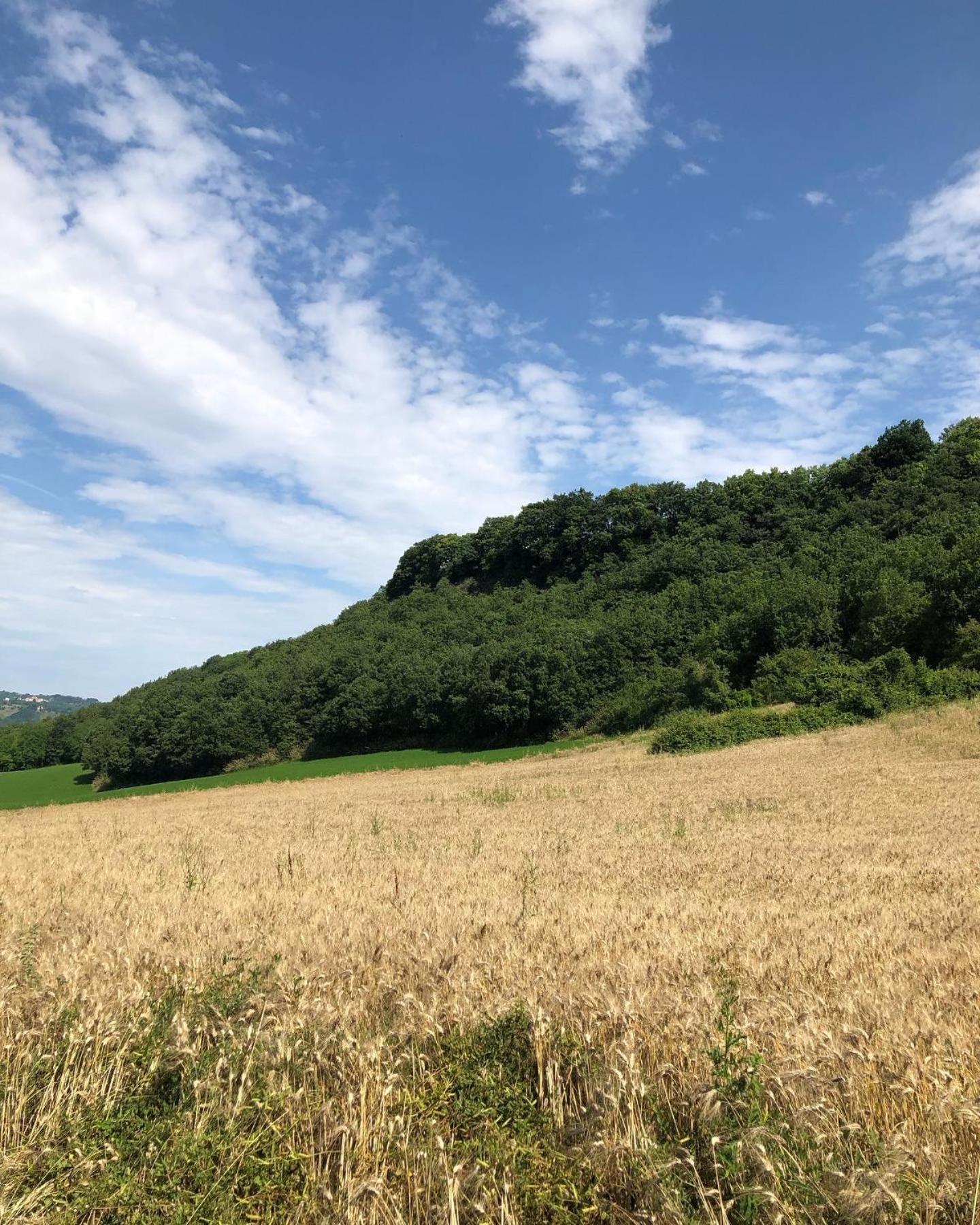 Agriturismo L'Esinante Cupramontana Eksteriør bilde